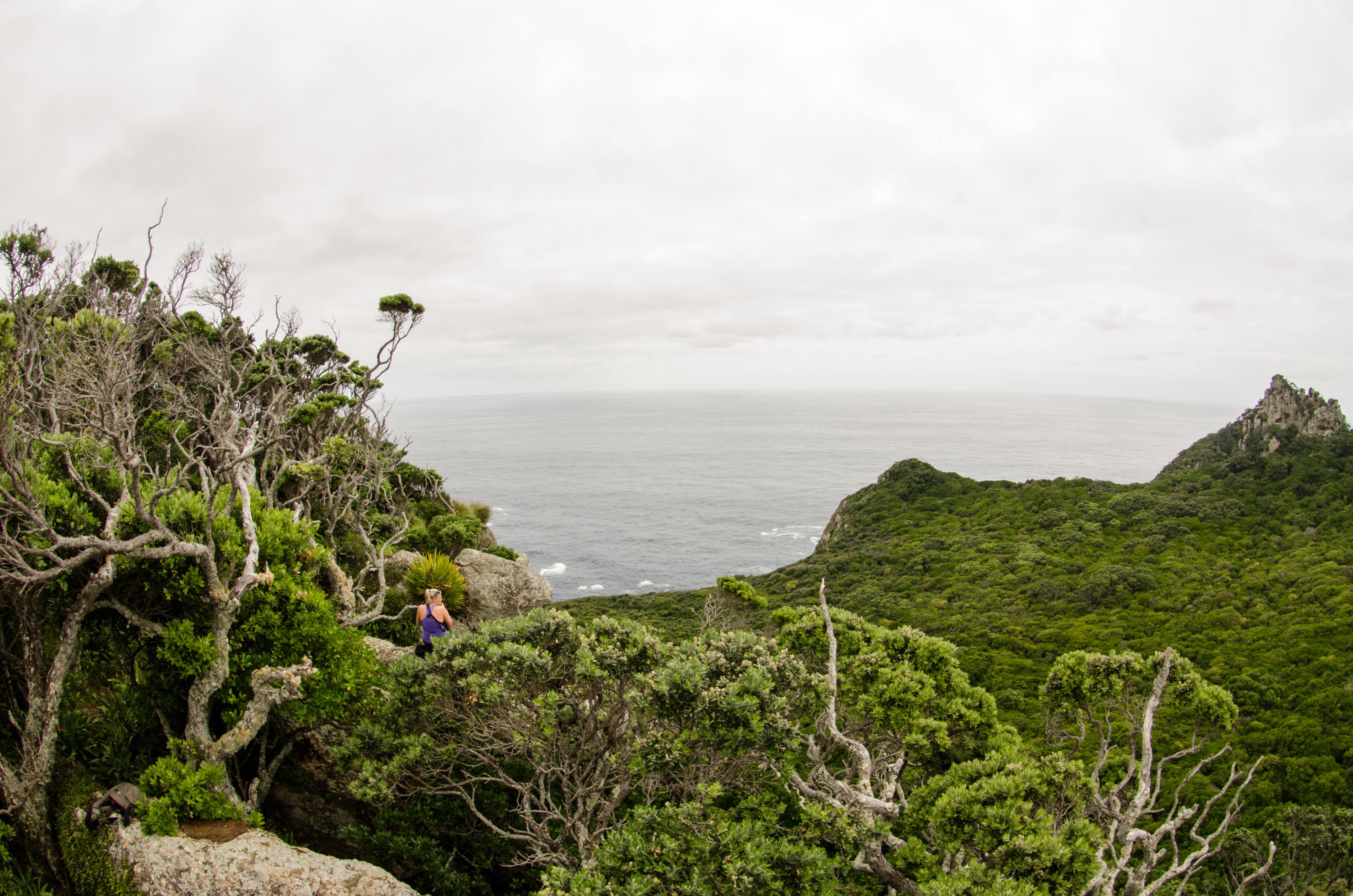 DSC_5916 – Poor, knights, aorangi, island, islands, Crispin, NZ, new, new zealand, zealand